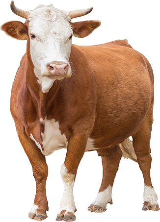 cow 3